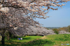 桜の丘