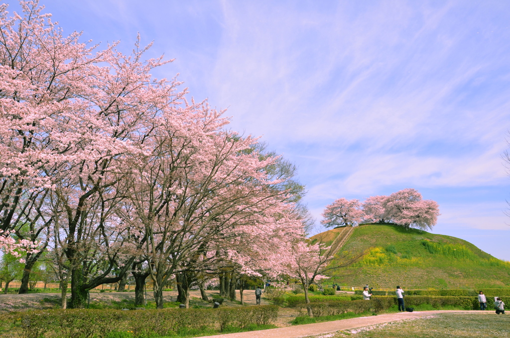 さきたま古墳の桜