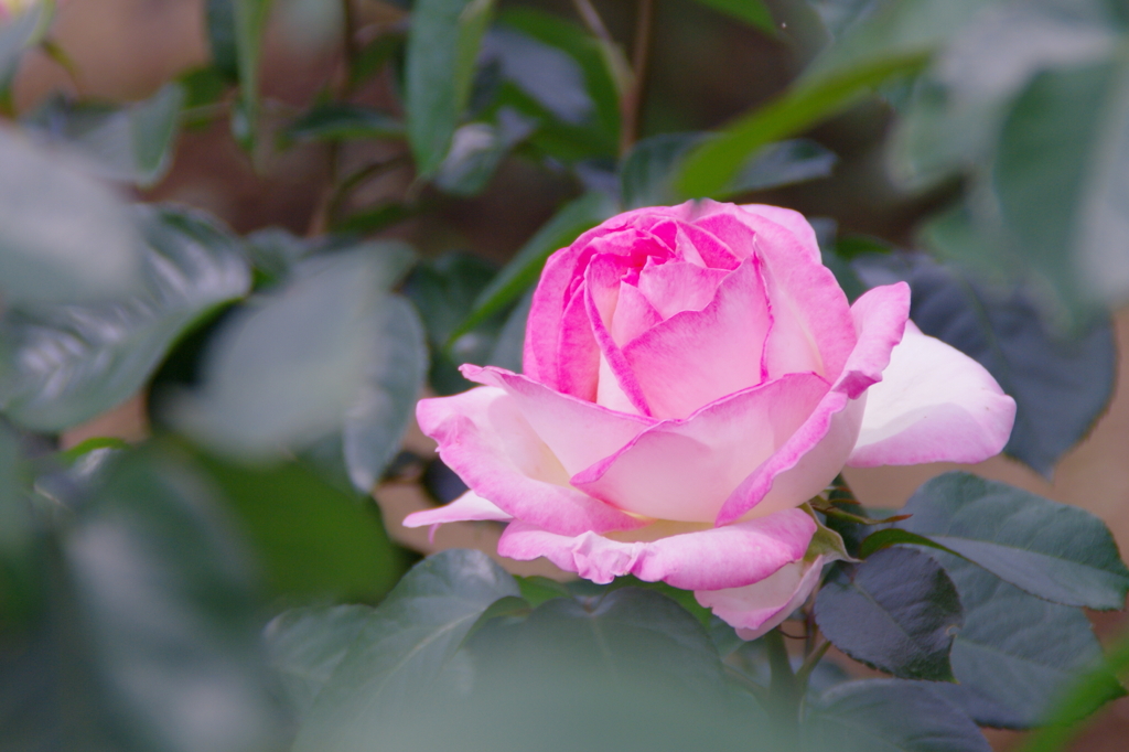 際立つ薔薇