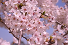 桜の微笑み
