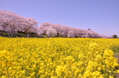 権現堂の桜