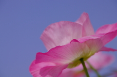 初夏の空