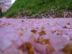 sakura