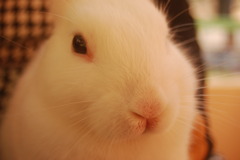 ももいろおくち