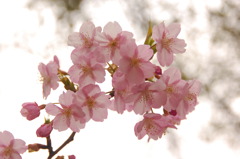 桜