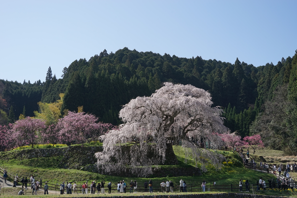 又兵衛桜