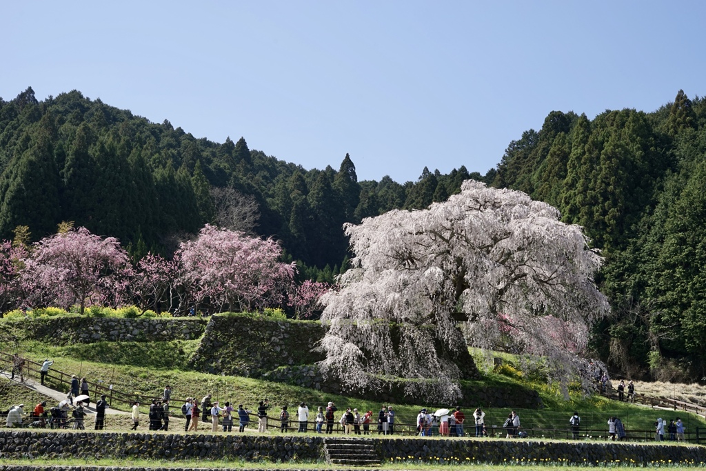 本郷の瀧桜