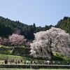 本郷の瀧桜