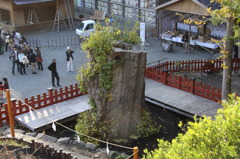 鎌倉大銀杏