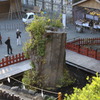 鎌倉大銀杏
