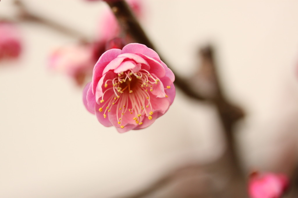 薄く咲く