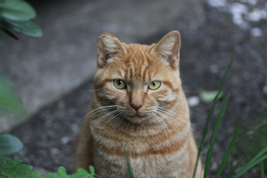 見つめる猫