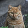 見つめる猫