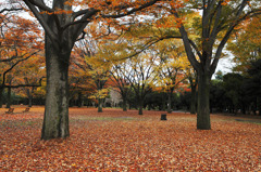 Autumn Colors