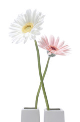 Gerbera