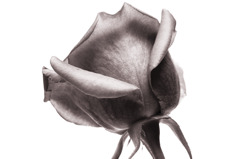 Rose(monochrome)