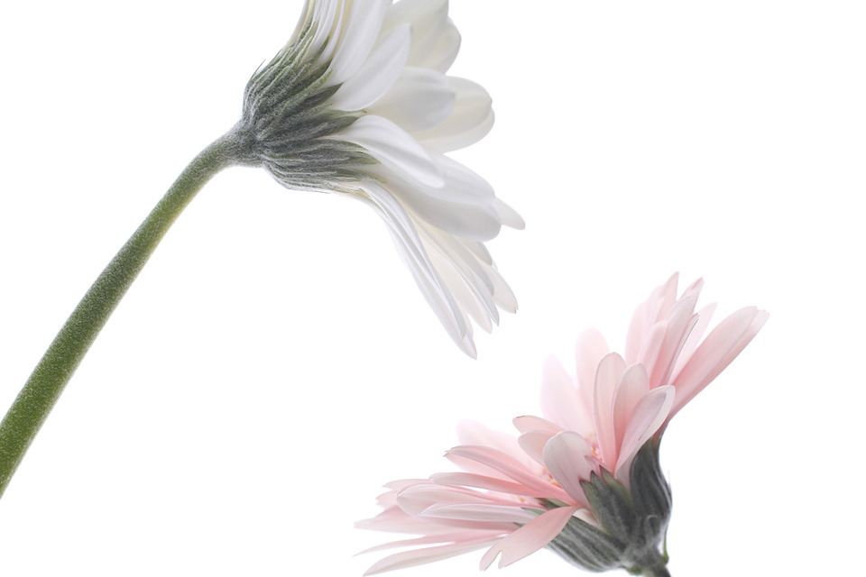 Gerbera