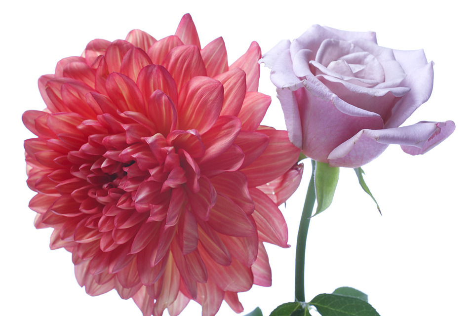 Dahlia&Rose