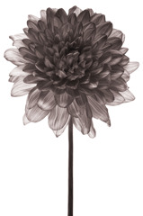 Dahlia(monochrome)