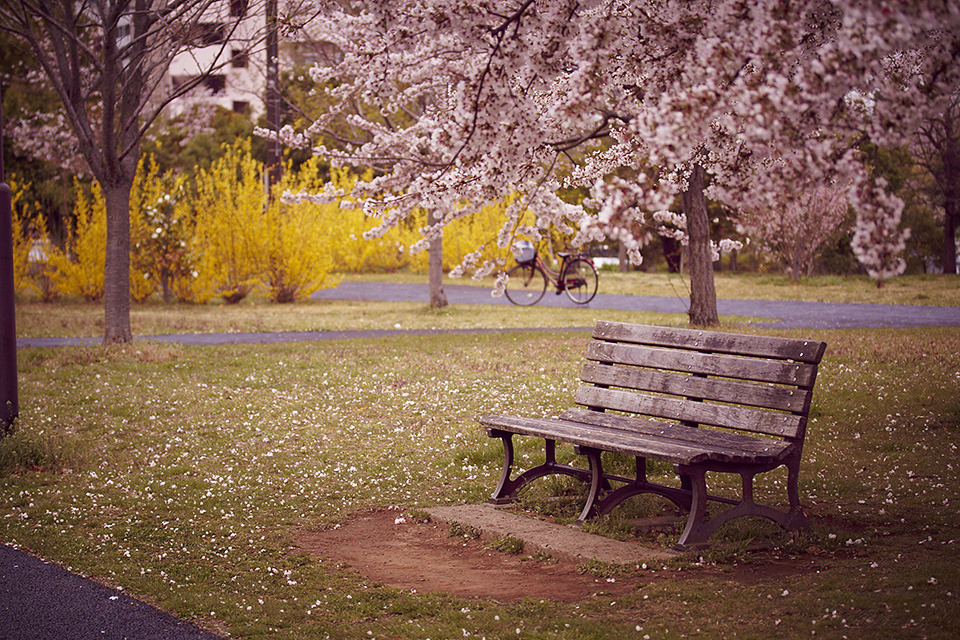 桜の下でランチでも・・・