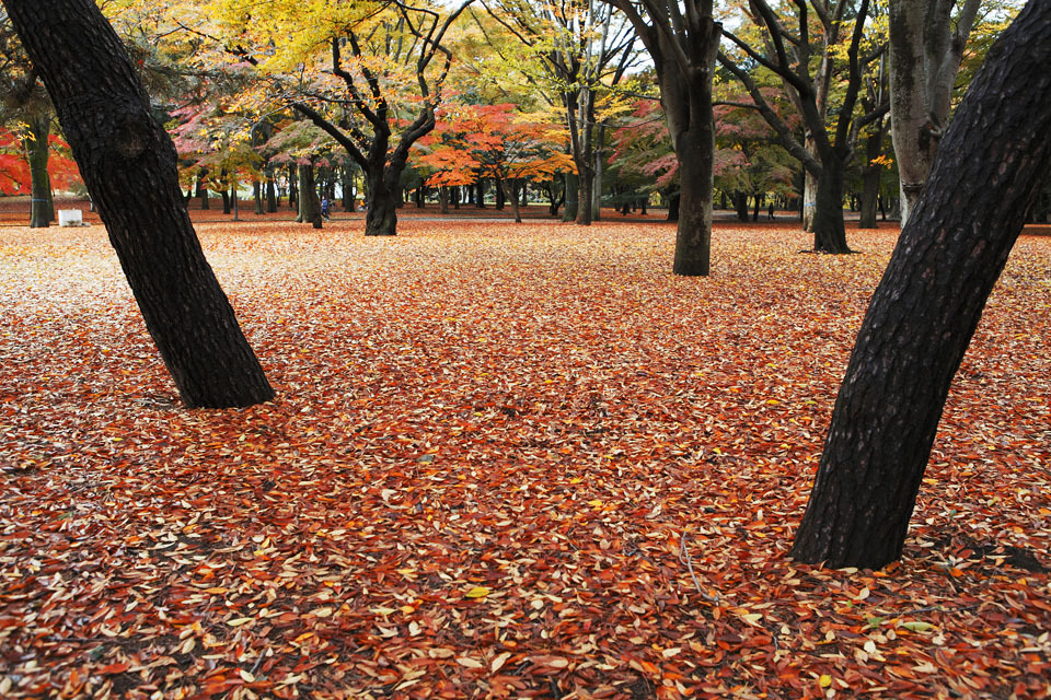 Autumn Colors