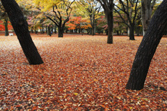 Autumn Colors