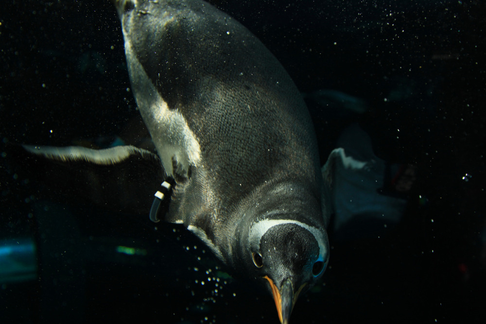 ペンギン