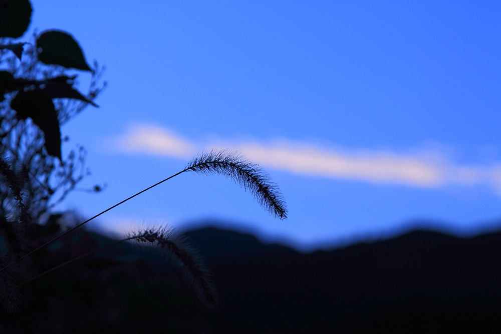 秋の朝
