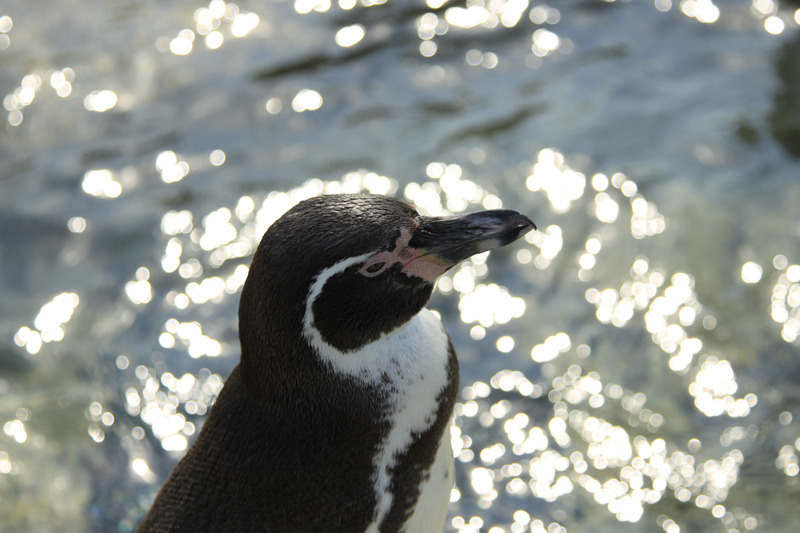 _ペンギン