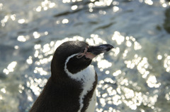_ペンギン