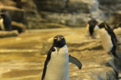 ちょいわるペンギン
