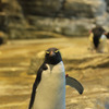 ちょいわるペンギン