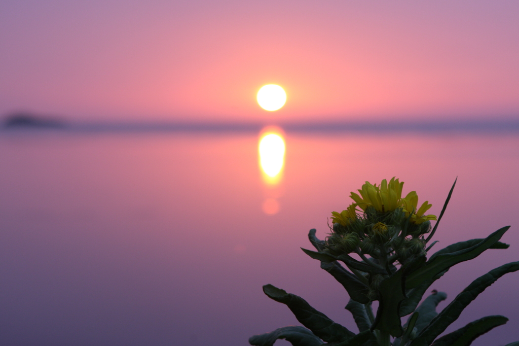 ふたつの花