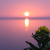 ふたつの花