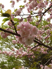 小金井公園の桜