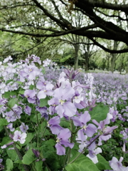 小金井公園