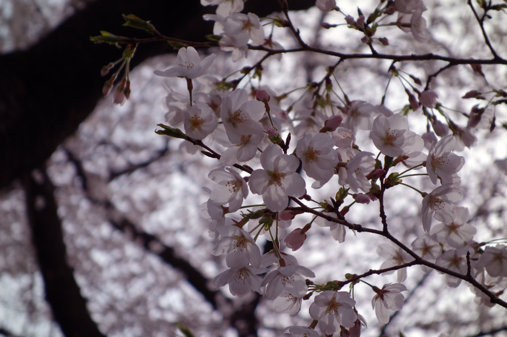 今年の桜