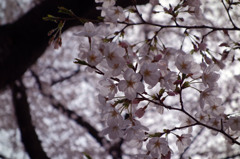 今年の桜
