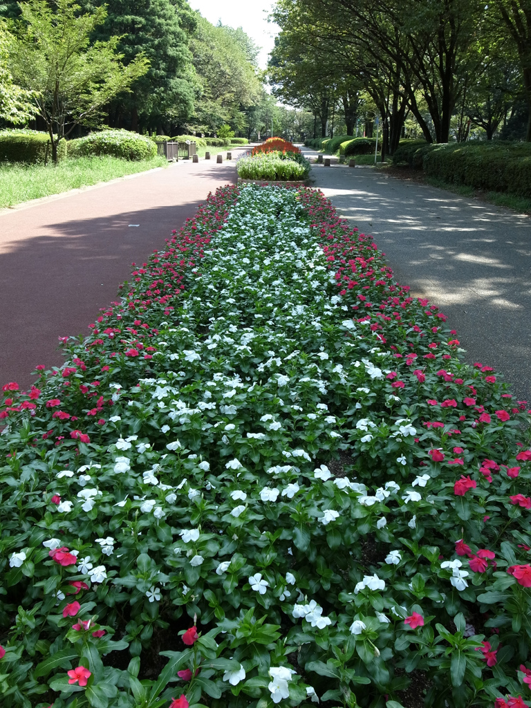 Koganei Park