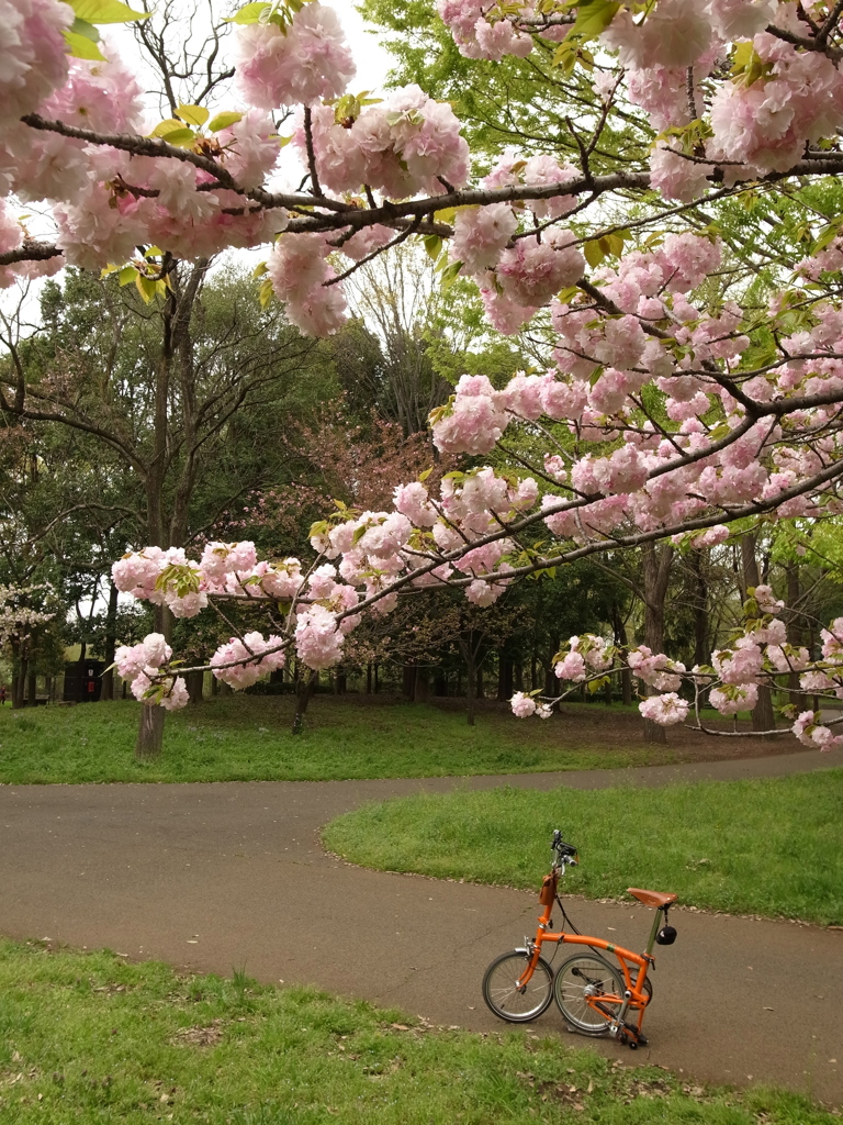 小金井公園