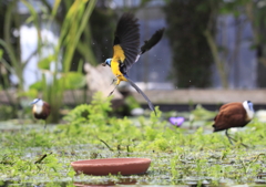 飛ぶ鳥跡を濁さず