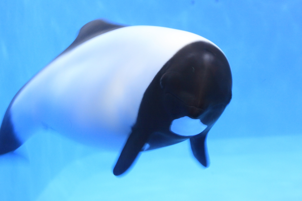 カメラ目線