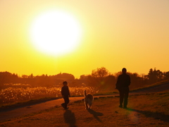 夕暮れ　犬の散歩