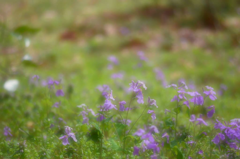 ２０１３春の散歩②