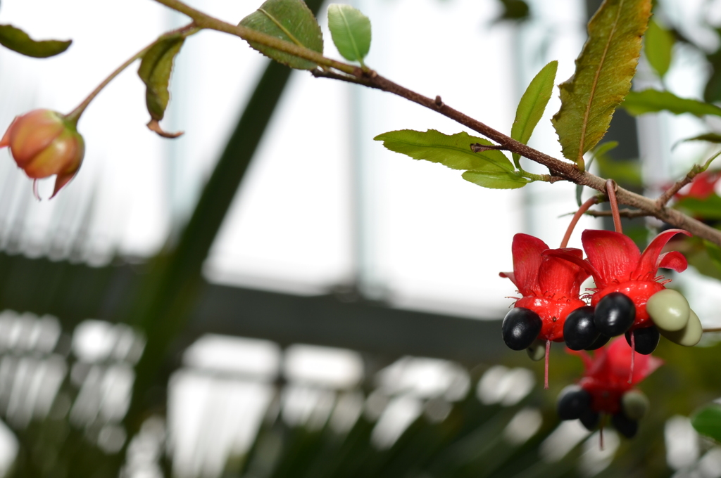 ミッキーマウス