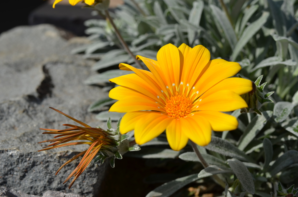 ２０１３春の散歩③