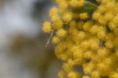 ２０１３春の散歩①