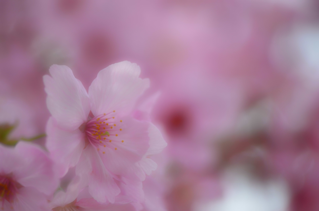 2013 桜