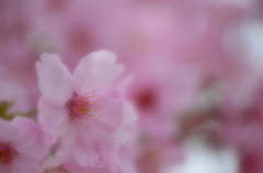 2013 桜