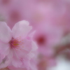 2013 桜